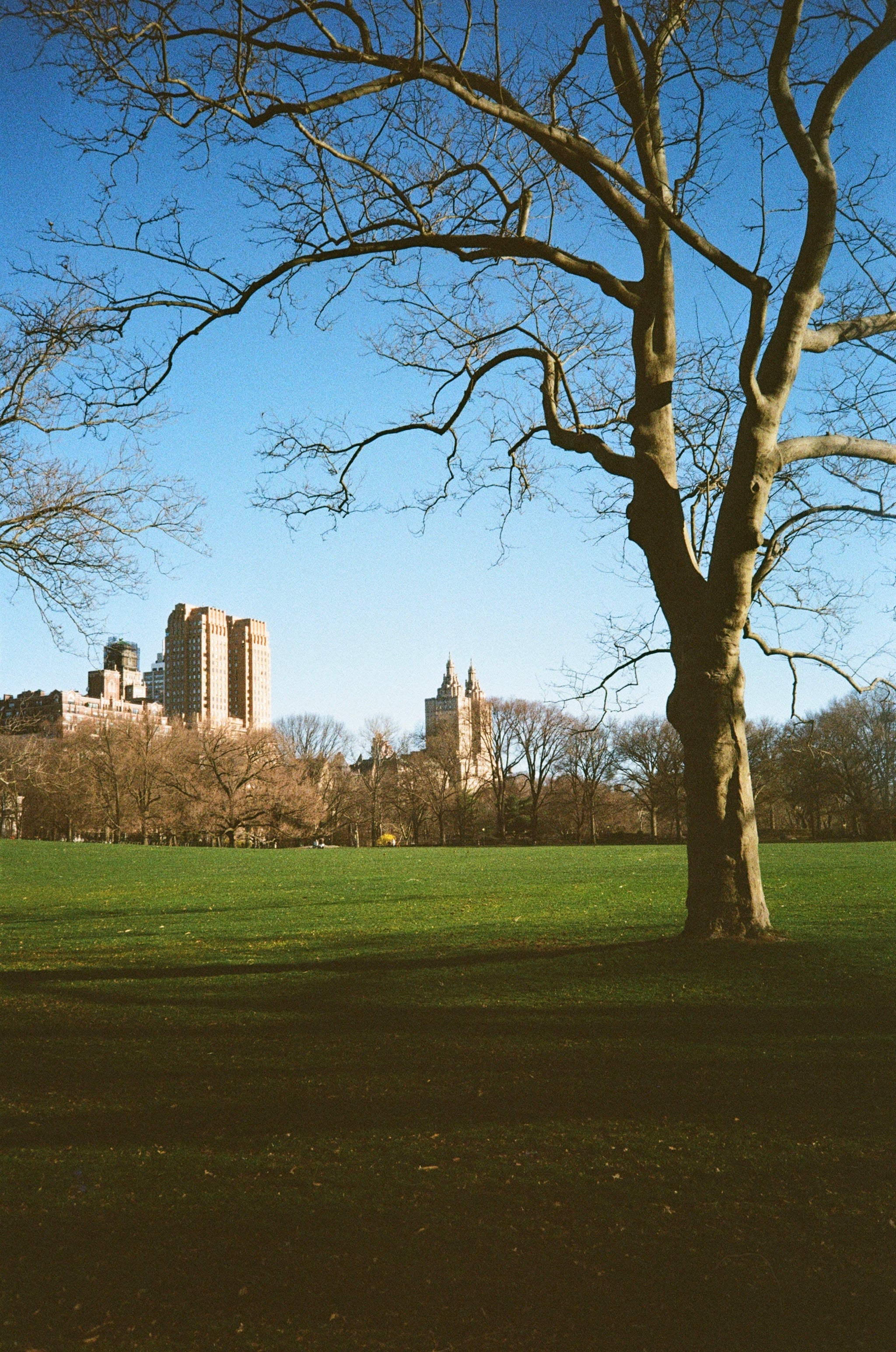 Film photograph — portrait orientation, analog